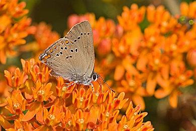 点击冒险游戏《凯蒂梦游喵喵仙境》现已在Steam发售 支持中文